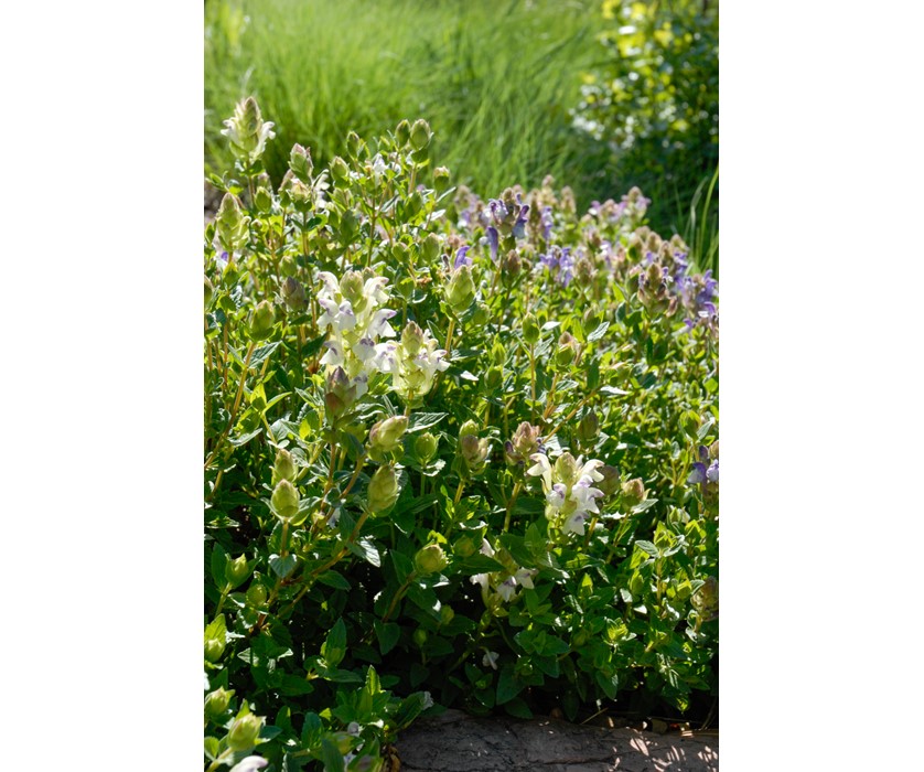 Alpine Skullcap